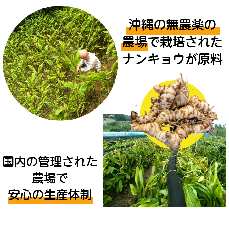 ナンキョウ日和 沖縄ナンキョウゼリー 30本