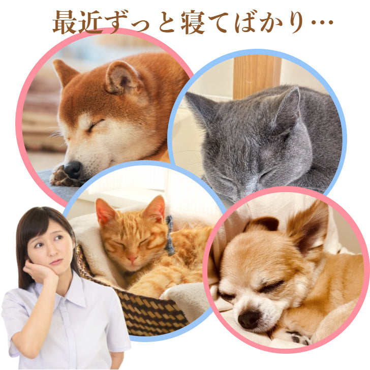 犬猫用栄養補助食　ずっと君と